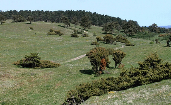 5: Trehøje-området er et af Danmarks største og flotteste overdrevsarealer.