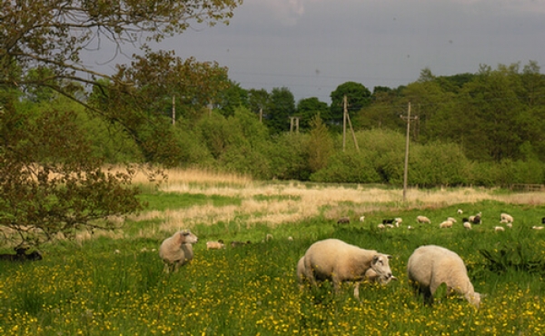 4: Afgræsning med får i ådalen ved Broskov.