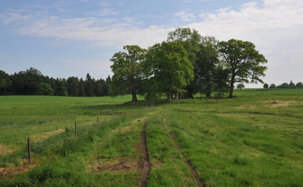 Adgangsdæmning og voldsted set fra Søskov (fra vest).

