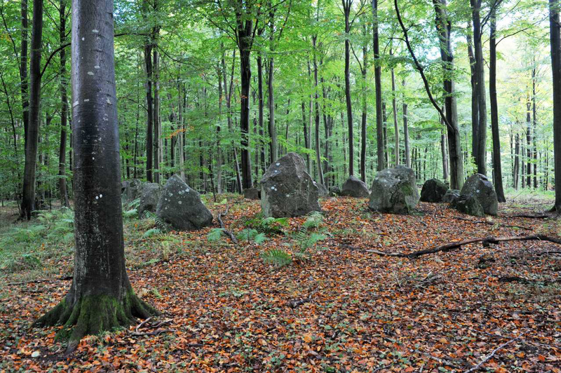 bulbro skov langdysse 03