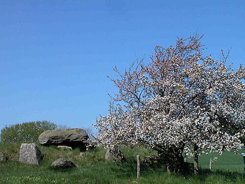 dystrup Soe dysser 01