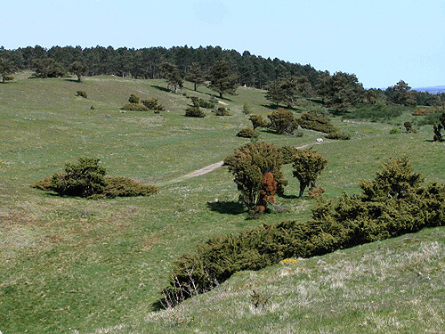 Trehoje gravplads 05