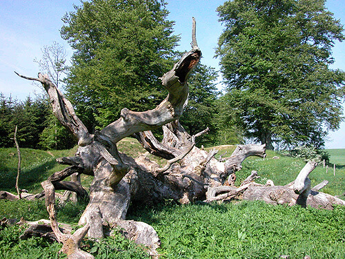 Norreris voldsted 09